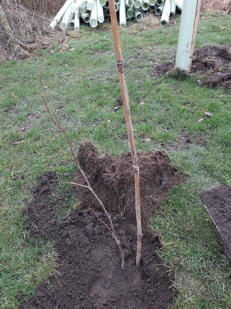 abbylcarroll's tweet photo. Blue skies tree planting today alongside all the worms, never seen so many !! https://t.co/dSN7ZrY73K