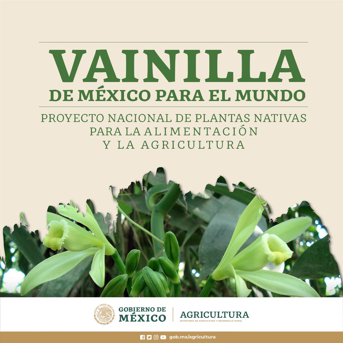 Te invitamos a que te estés pendiente de nuestras redes y sigas la transmisión del “Proyecto Nacional de Plantas Nativas para la Alimentación y la Agricultura”, con la temática central: 

“Vainilla, de México para el Mundo”