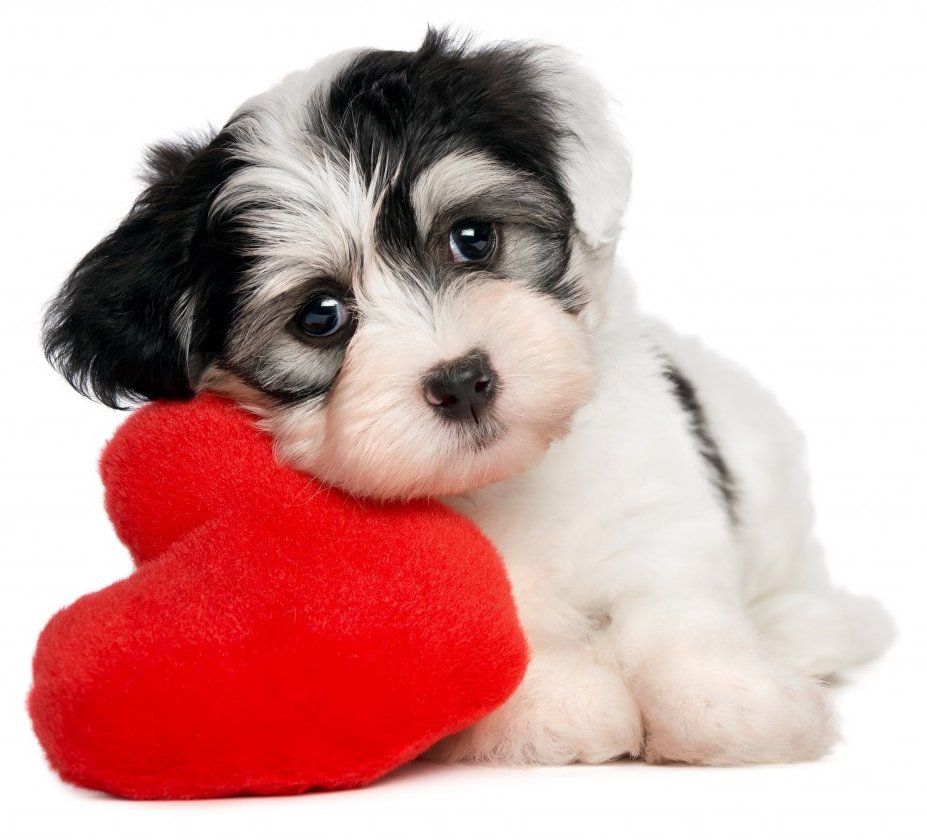 mBB_Org's tweet photo. Valentine's Day is a week from today.  Save when you order flowers, chocolates, jewelry, romantic vacations and more.

https://t.co/1XmOwhp1SH

Sorry, puppies not included.

@MBB_Org   #MBBSAVES   #MBBSAVE   #MBB https://t.co/P0l4Bp9bfU
