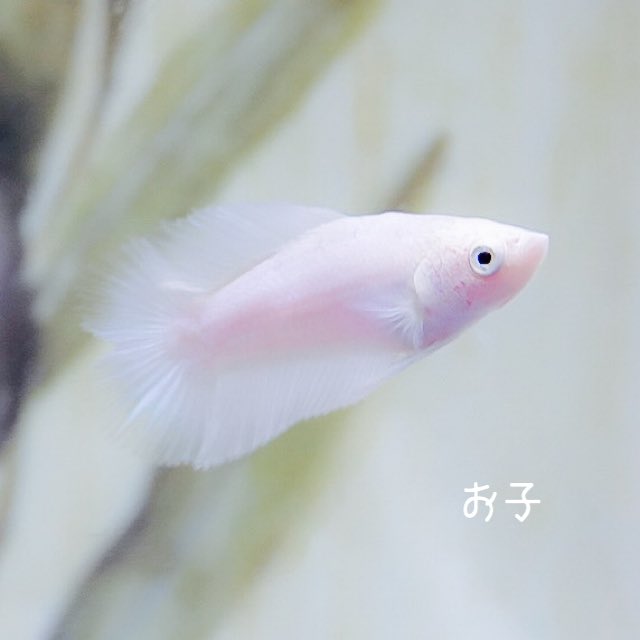 تويتر Minmin على تويتر Dtダンボパパ Dt嫁 お子 ベタ Betta ベタ繁殖 ベタ稚魚 ダブルテール ダブルテールダンボ ダブルテール稚魚 T Co Vcl7vg5rix