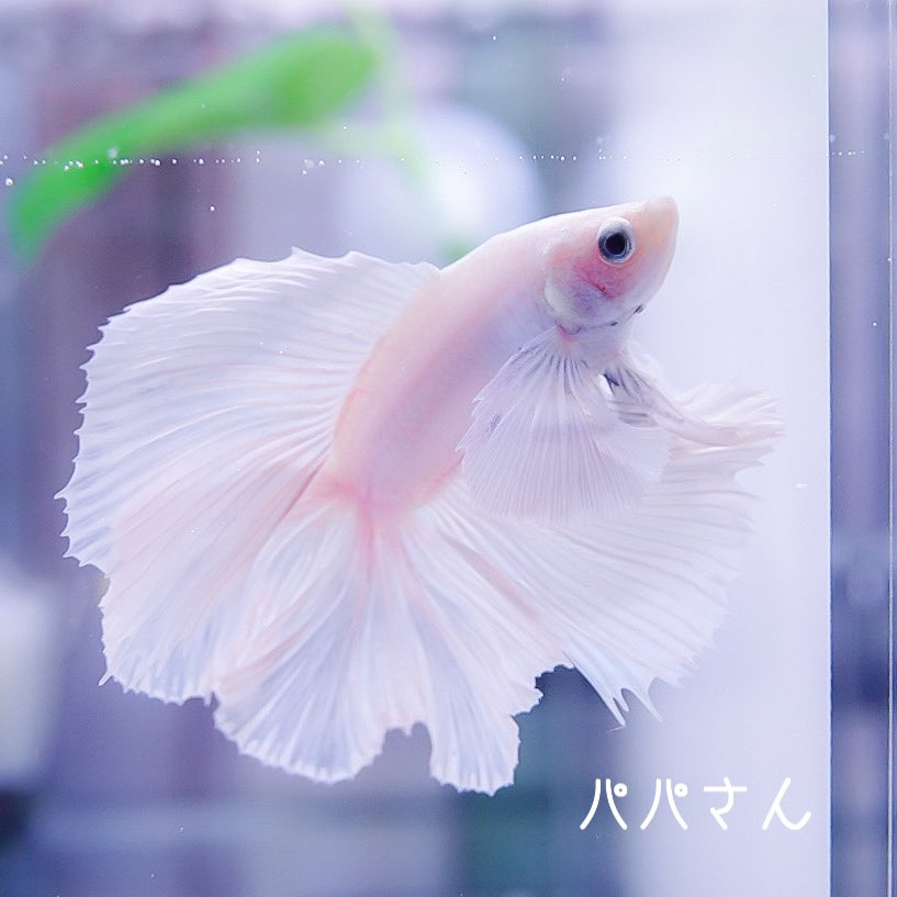 تويتر Minmin على تويتر Dtダンボパパ Dt嫁 お子 ベタ Betta ベタ繁殖 ベタ稚魚 ダブルテール ダブルテールダンボ ダブルテール稚魚 T Co Vcl7vg5rix