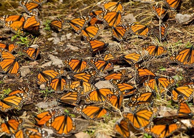 GoScifari's tweet photo. Imagine walking through a life-size snow globe, but instead of snowflakes it's millions of orange and black butterflies. (📷 @phil_torres) #Scifari #aotrips #monarchbutterfly #mexico https://t.co/1hx8SQO5Ag