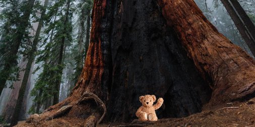 DoveChocolate's tweet photo. A teddy bear is set free to follow its heart whenever a woman buys herself chocolate for #ValentinesDay. While this bear might not be big on hibernating, it is big on taking some time to explore the wilderness. #SetTeddyFree https://t.co/j76tSGewhk