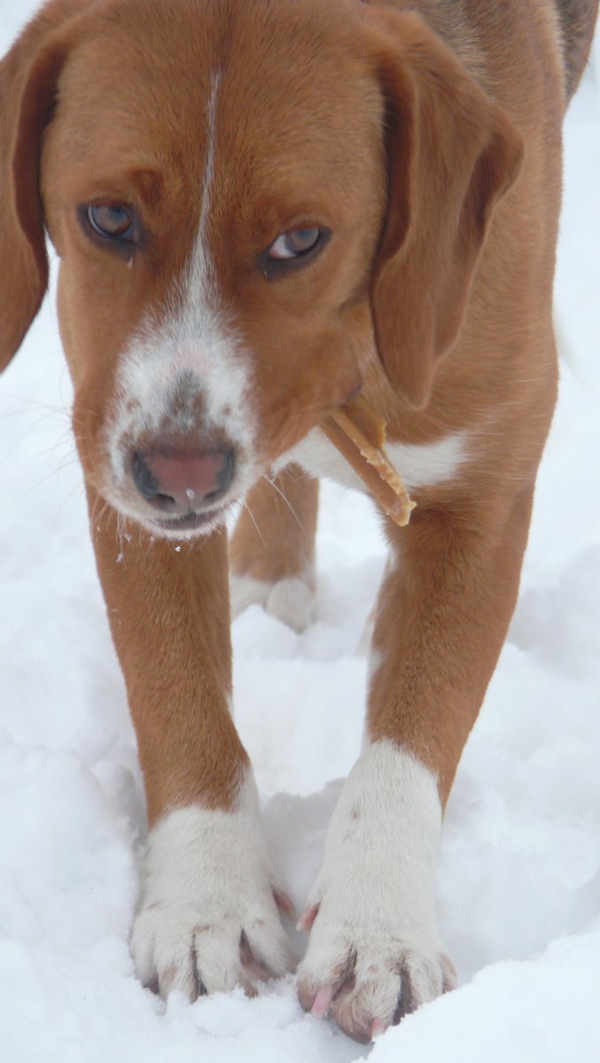 catchintalesbg's tweet photo. Beautiful Sherry ❤️ Still a little wary, but with a treat in your hands, she can't resist coming up to you 😊 @streetheartsbg #adoptdontshop #rescueismyfavouritebreed #animalrescue #streetanimals #streetlife #rescueanimals #dogrescue #dogcare #dogloversclub #DogsofTwittter https://t.co/EJbT0RAmAV