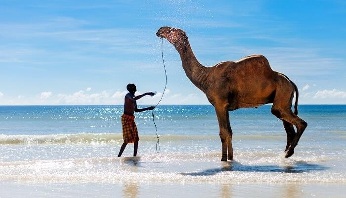 vacationsabroad's tweet photo. Diani Beach Kenya happens to be one of the most famous beaches in #Kenya. #dianibeach  #wheretostay >> https://t.co/S2qd3kSFeZ https://t.co/1Ju4bcEz4m