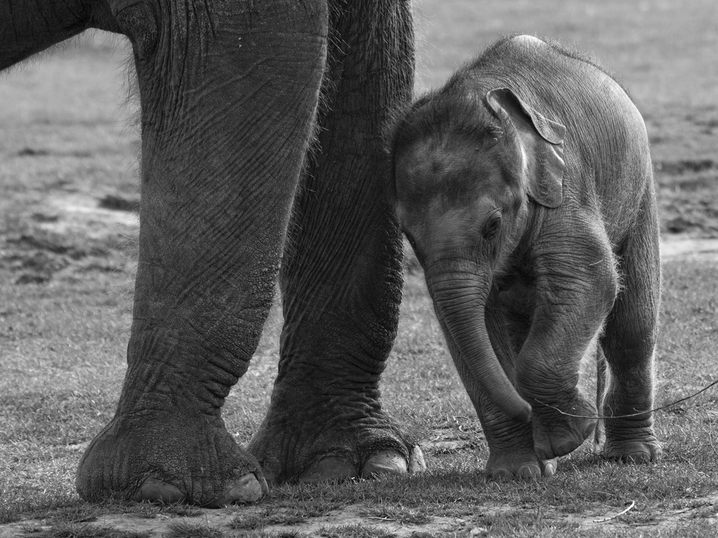 LeBriscole's tweet photo. “L’elefante incatenato” di Bucay e riflessioni sui paletti della mente | Le Briscole https://t.co/oYzpxtYeqm https://t.co/Mt8OuAONj0