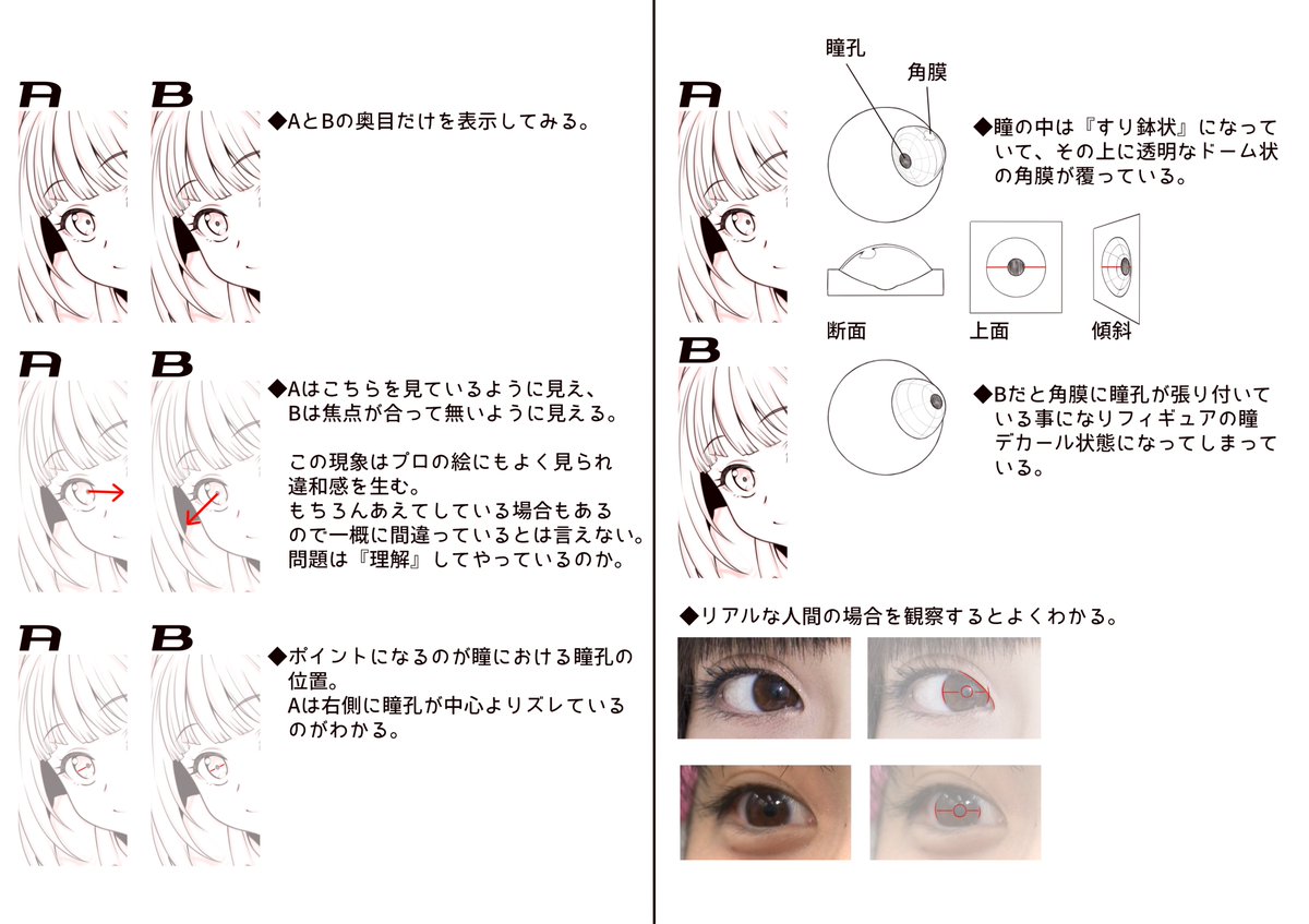 特に奥の目の眼球の構造の解説 