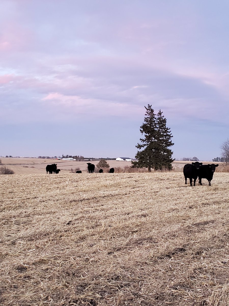 Help support FFA just post a cattle  picture with the hashtag #MyHerdFuelsMe. Zoetis will donate $1 to FFA!
