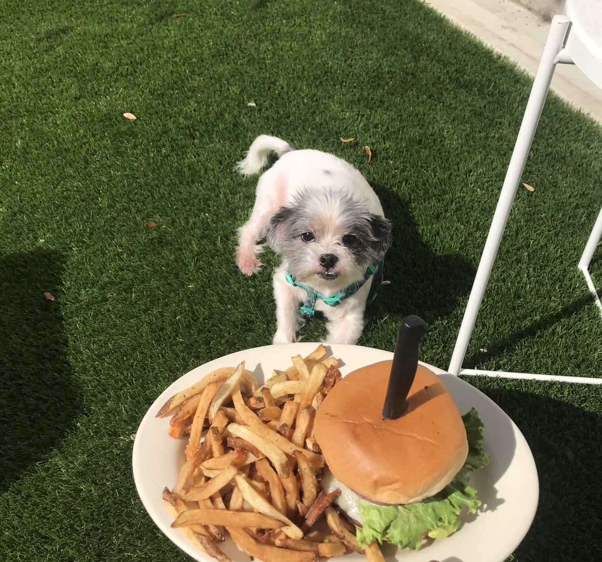 Natachees's tweet photo. Kirby’s favorite burger is the Daughter-in-Law. What Natachees’ burger will be your next fave? Come in and see! ☀️🐶
•
•
•
#dog #patio #burgers #itssunnyoutside #puppy #dogfriendly #kidfriendly #burgerandfries #yummy #fullbelly #midtown #eatshoprock https://t.co/JyQ4EvqeOV