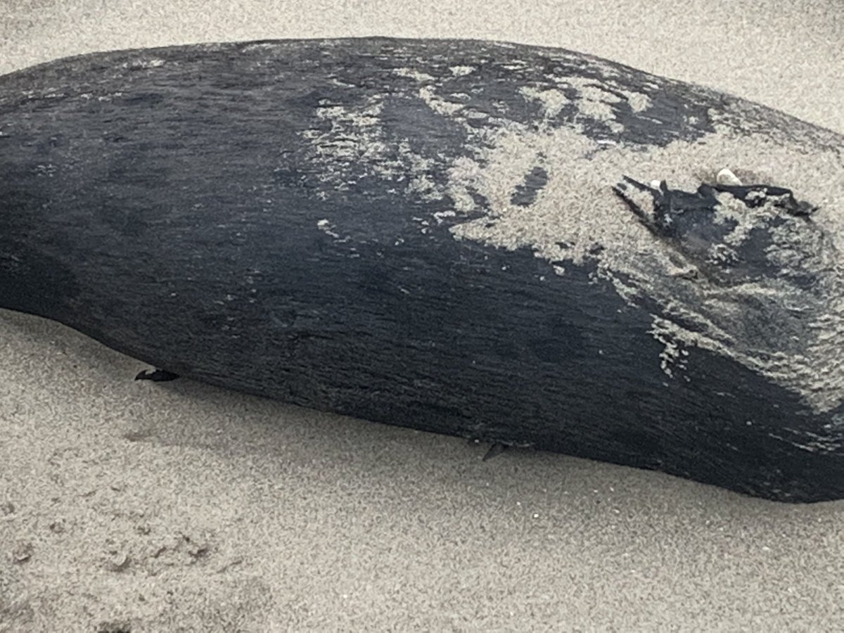 htbphotography's tweet photo. Another dead seal 😢😢 https://t.co/jZzgMYPMTa