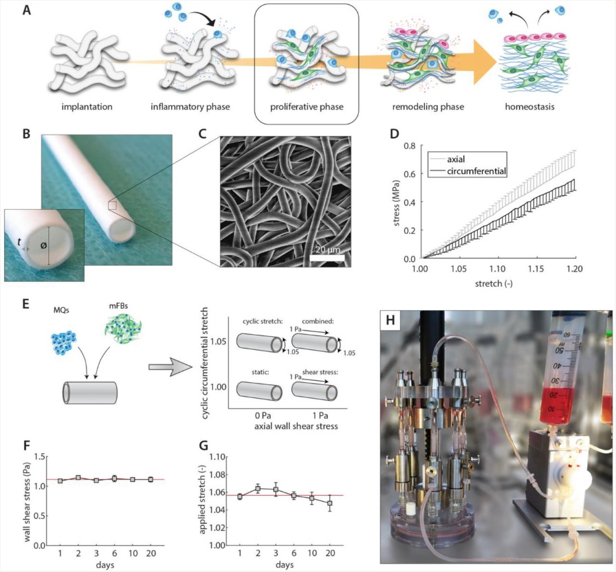 CellScale's tweet photo. Dr. Carlijn V.C. Bouten and her team at the Cell-Matrix Interaction for Cardiovascular Tissue Regeneration @TUeindhoven researched how cyclic and shear stretch affects inflammation and tissue formation. https://t.co/u5cLo28KVX #BioTester #tissueregeneration #scaffolds https://t.co/lYU7KMyqZv