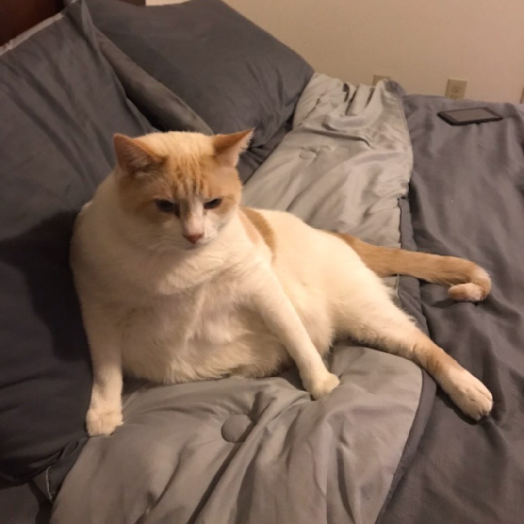 AustinPeaySOC's tweet photo. It's the second week of Furry Friends Friday! Enjoy these adorable pictures of our favorite Gov cats: Sassy, Beesly, Callie, Jax, Marvin!!
Don't forget to keep sending us your furry friends to show off every Friday!😻😻 https://t.co/AzntMxIgvJ