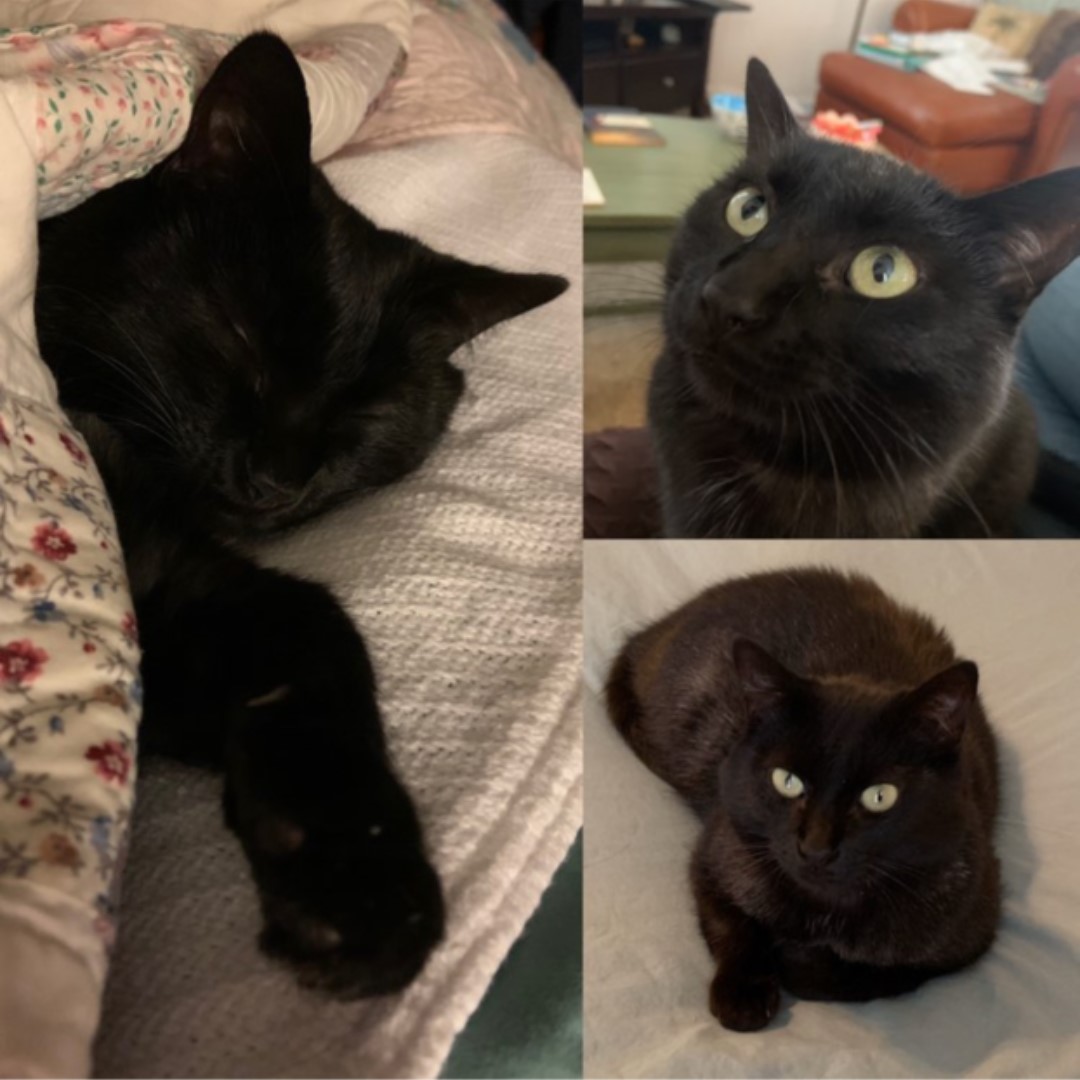 AustinPeaySOC's tweet photo. It's the second week of Furry Friends Friday! Enjoy these adorable pictures of our favorite Gov cats: Sassy, Beesly, Callie, Jax, Marvin!!
Don't forget to keep sending us your furry friends to show off every Friday!😻😻 https://t.co/AzntMxIgvJ