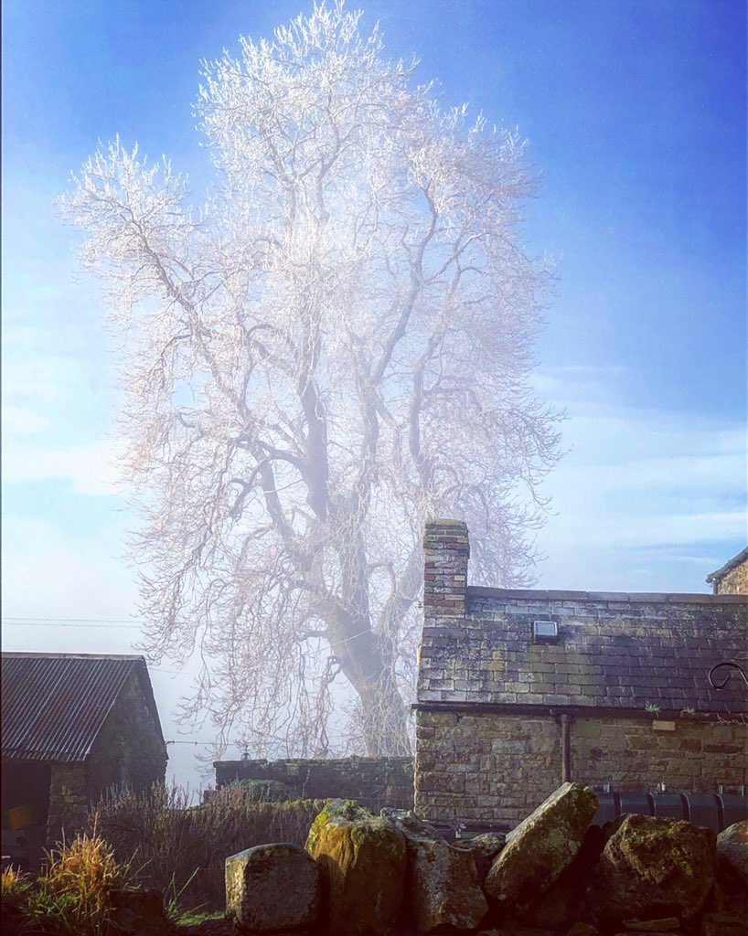 kellahfarm's tweet photo. Cold morning #kellahfarm #frozen #frozentree https://t.co/F8aTgyfZTI
