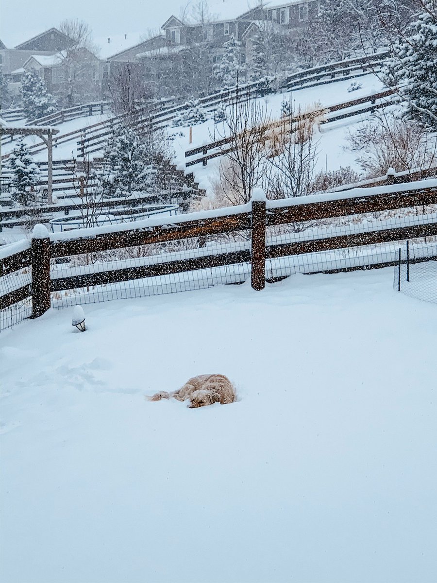 eschwartz's tweet photo. @KylieBearseWX Our 2.5 year old golden has been waiting for the snow 🤣 https://t.co/LOObr1wSXE