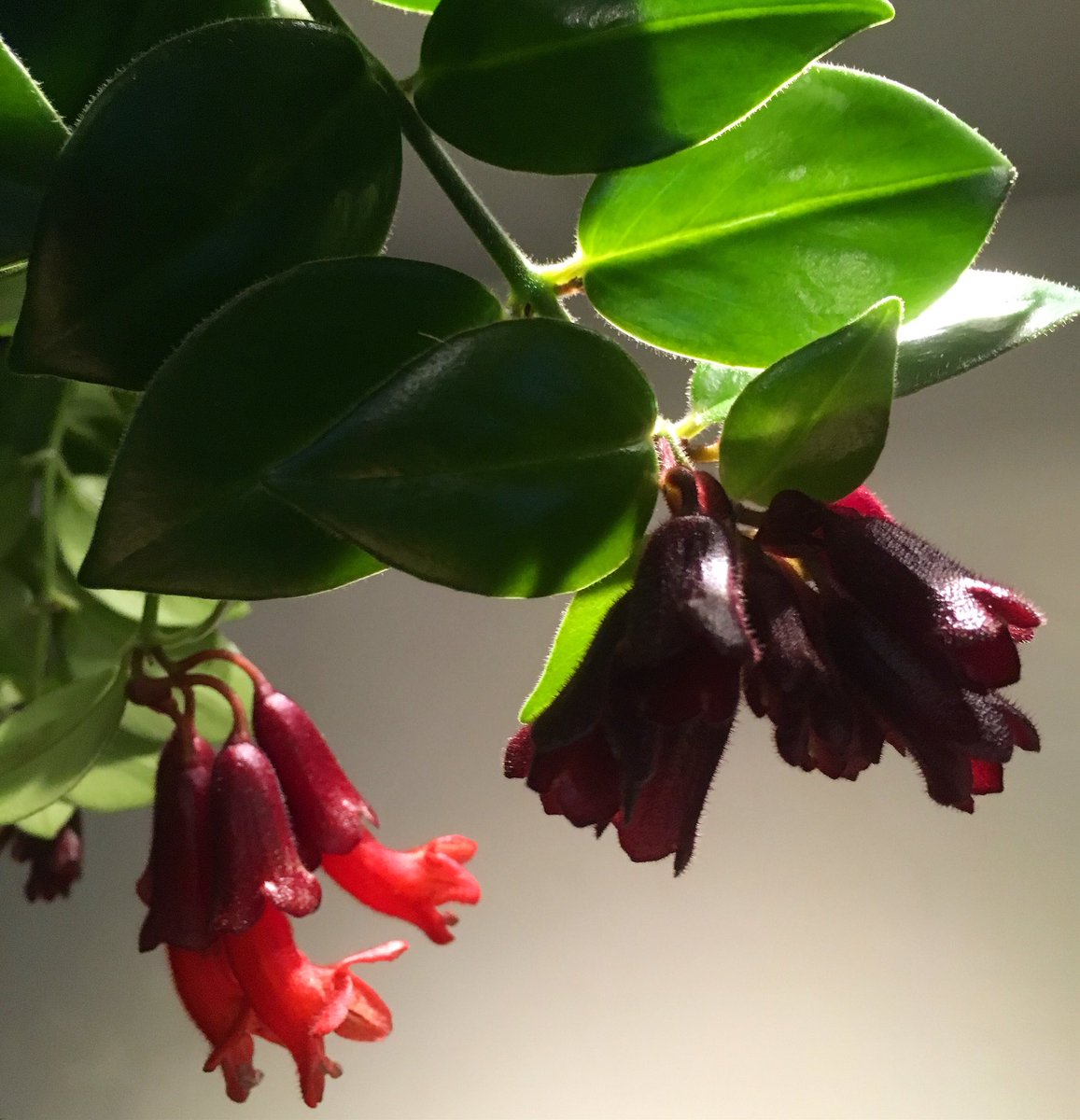 botanicyork's tweet photo. Hereโs a beauty of a plant for you this #FoliageFriday ๐๐ฑ Aeschynanthus - Lipstick Plant ๐๐The bright red blossoms emerge from the burgundy bud just like a lipstick from its tube. They make stunning hanging plants and love a bright spot away from direct sunlight. #BotanicYork https://t.co/OljZuElXiQ