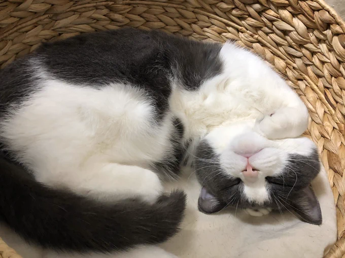 #とろねこチャレンジ 