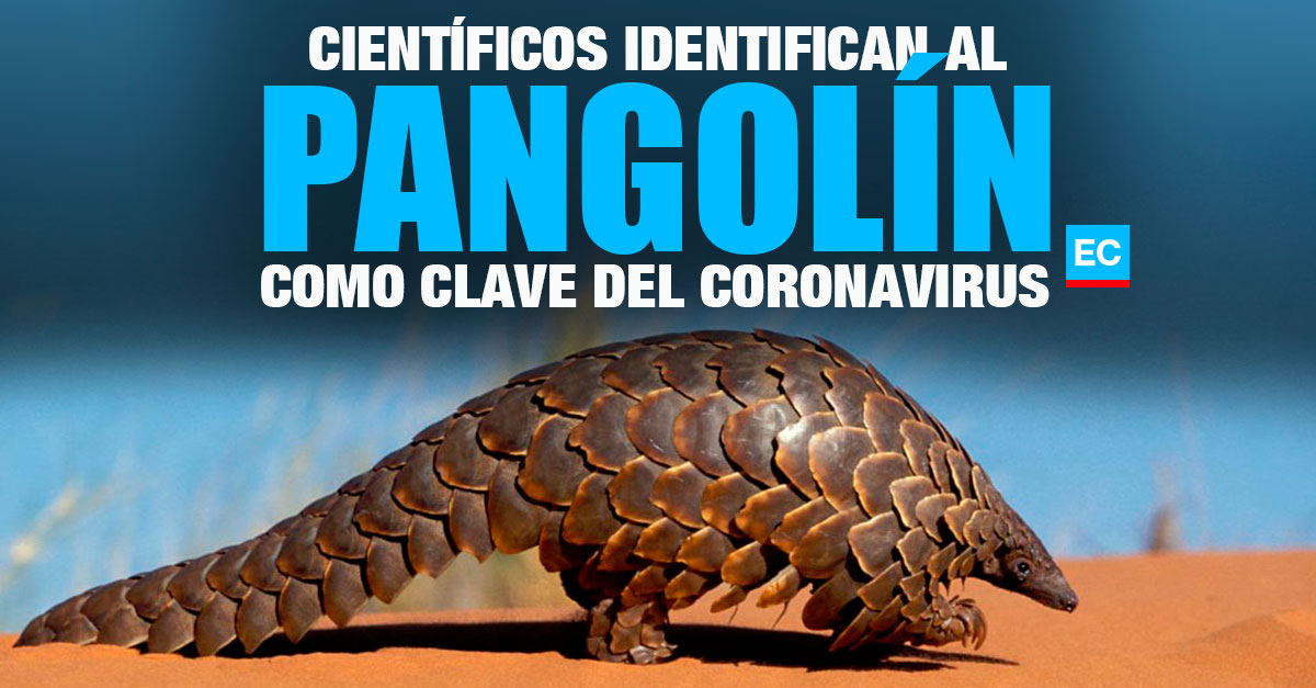 elcomerciocom's tweet photo. Científicos chinos identifican al pangolín como eslabón clave en la transmisión del coronavirus » https://t.co/ATAgBmXqXz https://t.co/E2A4jf3D4i