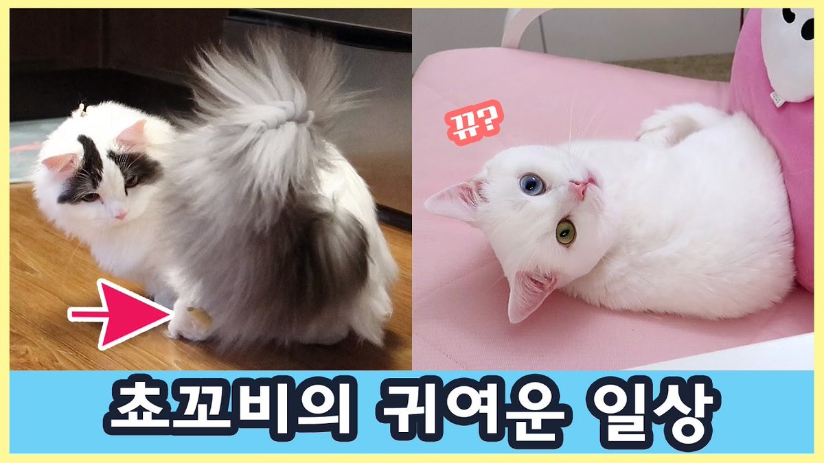 MeowMoeDotCom's tweet photo. #꼬부기 쵸비의 귀여운 순간들 - #고양이 짧은 영상 모음
#Cats #Cat #Kittens #Kitten #Kitty #Pets #Pet #Meow #Moe #CuteCats #CuteCat #CuteKittens #CuteKitten #MeowMoe
#ねこ #Cat #Cats #ChoBee #CuteCatsVideos #CuteKittensVideos
https://t.co/sby7Swa2Lq
. https://t.co/Ltb9K1LqSs