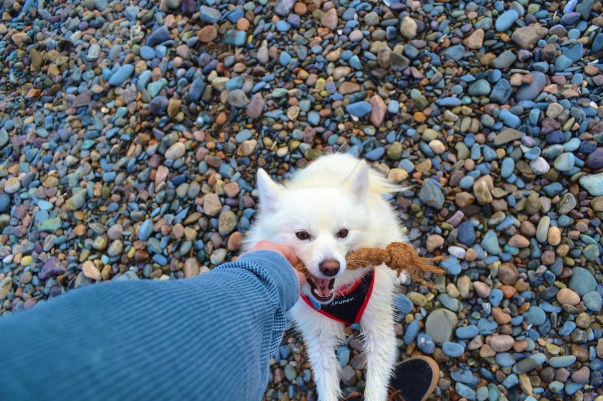 CocoChewLLC's tweet photo. ITS FRIDAY PEOPLE! Abbie is so excited that she is smiling even while she chews! #HappyFriday #FridayFunDay #thankdogitsfriday

📸: @chiplinton94 https://t.co/NcuDdhjuKD