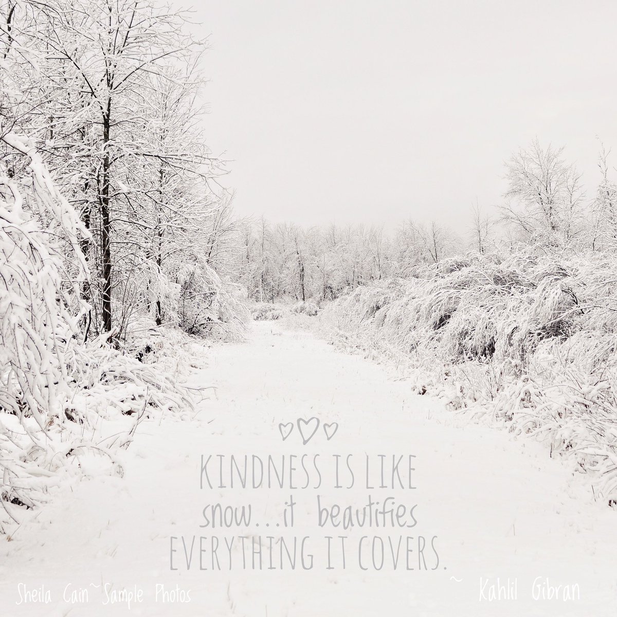 SheilaArt's tweet photo. #FarmPhotoFriday I donโt like driving in it but the snow sure is beautiful. #kindness #snowyfriday #sheilacainsamplephotos https://t.co/H0lwAN6ymJ