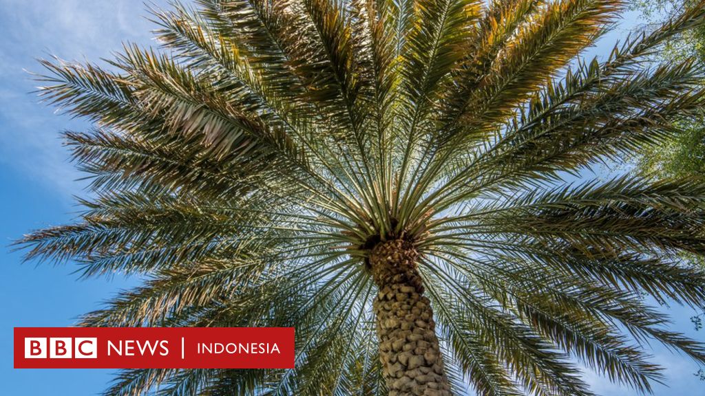 BBCIndonesia's tweet photo. Ilmuwan Israel berhasil tumbuhkan pohon kurma dari biji yang berasal dari zaman Nabi Isa. https://t.co/WofDAV9dgC https://t.co/cfGGw7gqXt