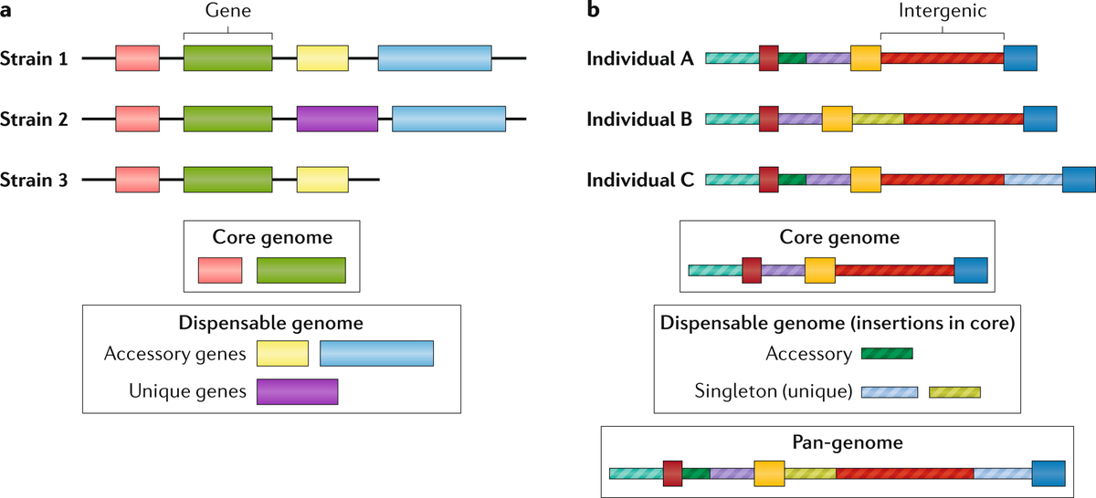 NatureRevGenet's tweet photo. Pan-genomics in the human genome era https://t.co/Eds3QvnwS7 #Review by @rshermanjhu &amp;
@StevenSalzberg1 #SharedIt https://t.co/4mGHKcjvYi
