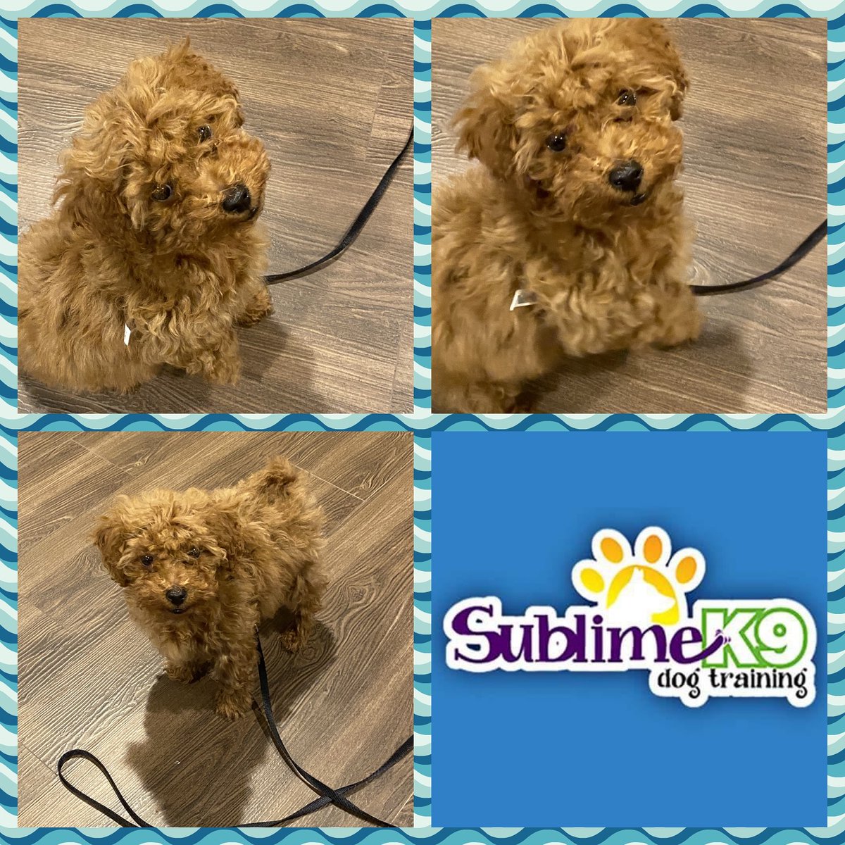 sublimek9dog's tweet photo. New Sublime K9 puppy graduate, Dallas!

https://t.co/v0mvHsMBhh https://t.co/UznZxQ06eD