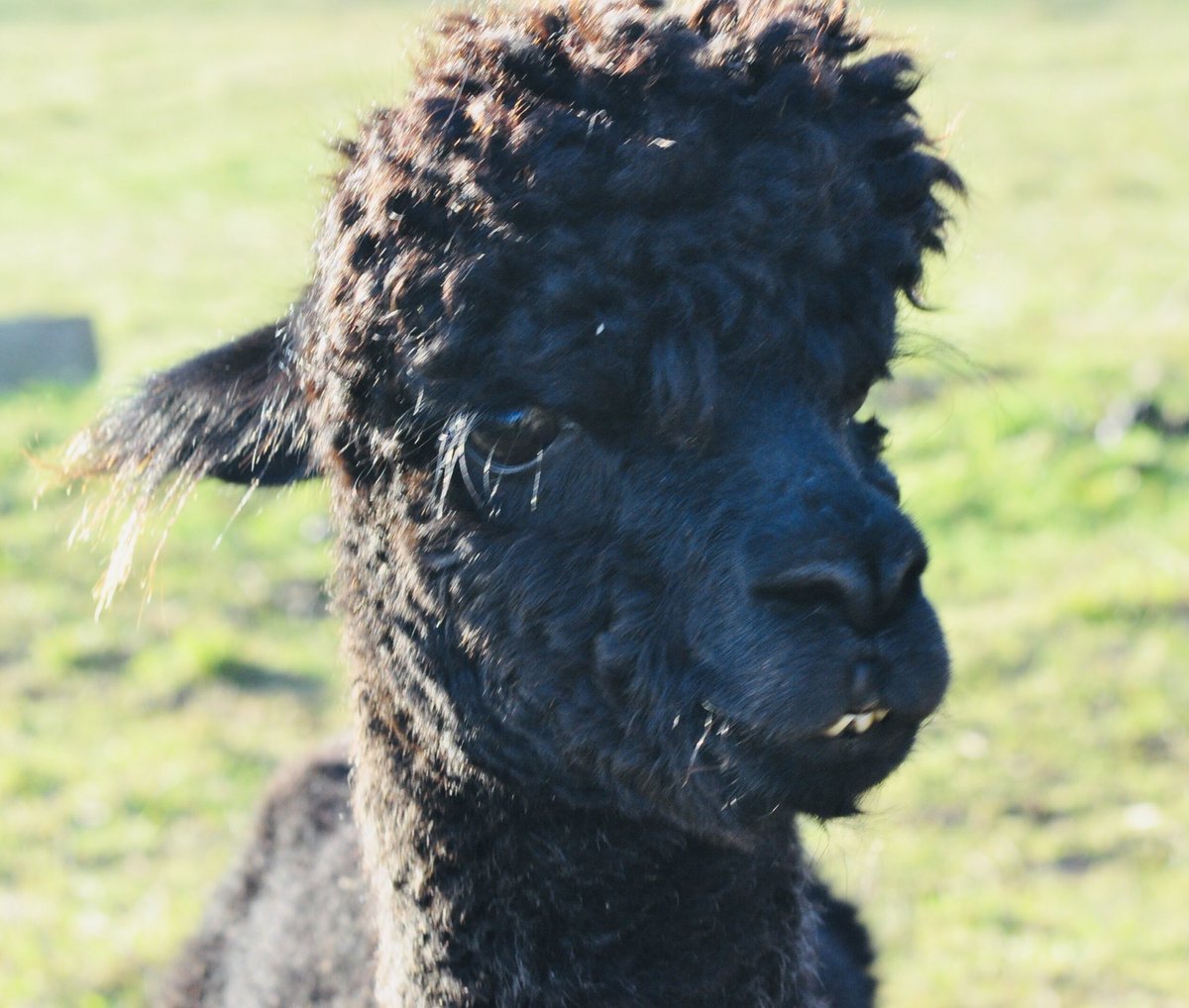 airhouseslauder's tweet image. Our Alpaca is happy it is Friday. He is hoping for carrots from some weekend guest! Who could resist that face?! Book at Airhouses.com #FarmStayUk #ruralretreat #fridayescape #fridaycuteanimals #scottishborders #selfcateringscotland