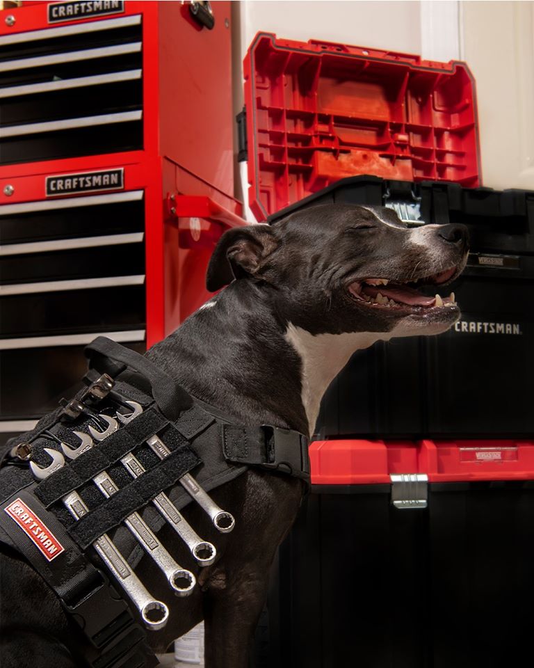 WhitesAceIndy's tweet photo. Why do we carry @craftsman #tools? They are 'dog'gone Good!! :-) #GetJobDone #DIY #CraftsmanNation https://t.co/AC1JCsTOlv