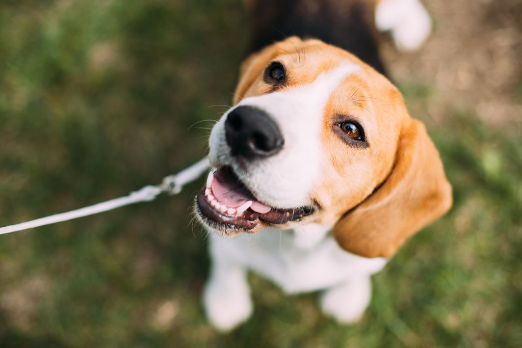 Forthglade's tweet photo. Congratulations to @TheGroveArms who took home the South West’s most Dog Friendly Pub and to @woodlands_devon who won the Dog Friendly Business of the Year at the @swtourismaward last night.
We love supporting all the pawesome places you and your dogs can enjoy so check them out! https://t.co/lZ8UlZPqhm