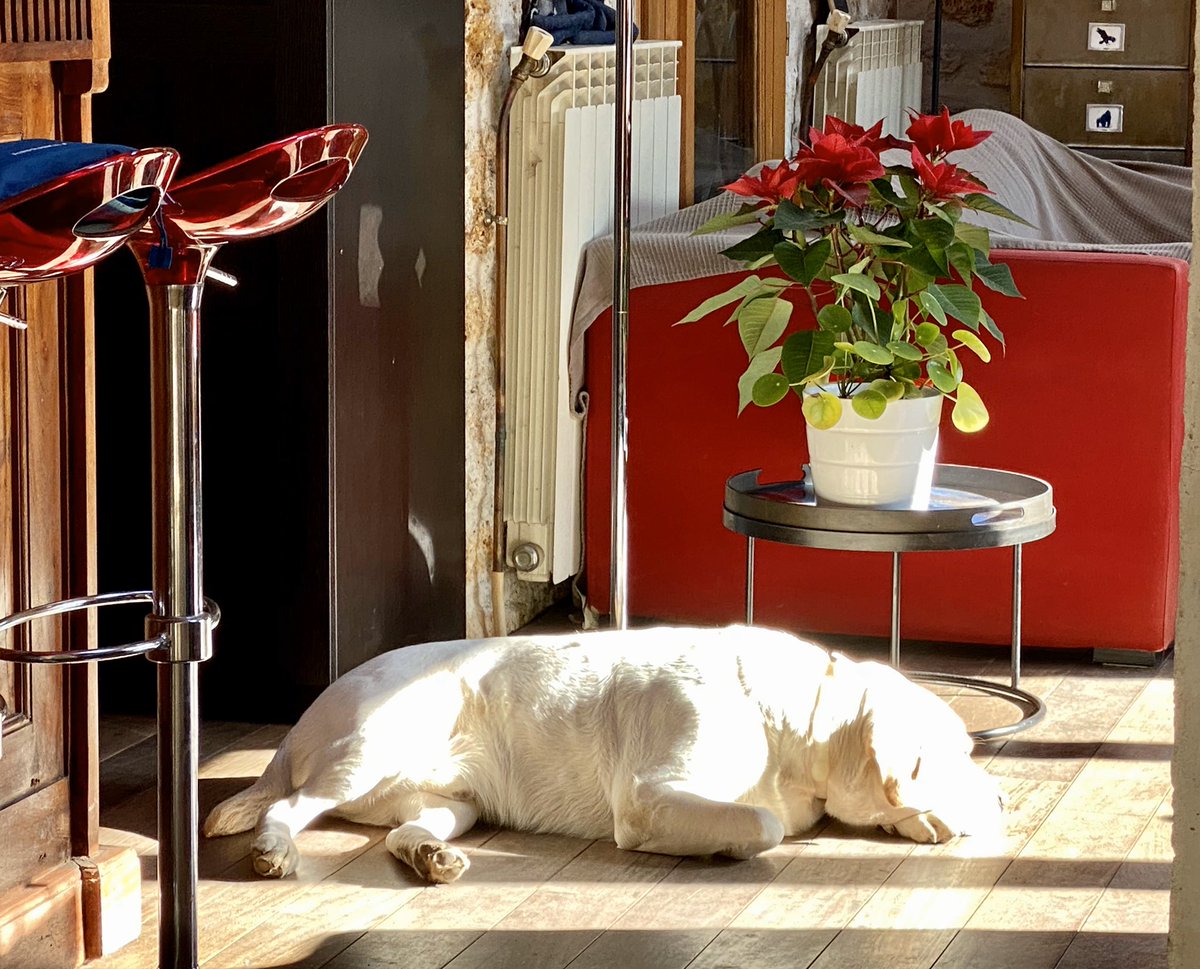 merlinsolent's tweet photo. Sieste au soleil. #MaVieDeBranleur https://t.co/rpFIatnbis