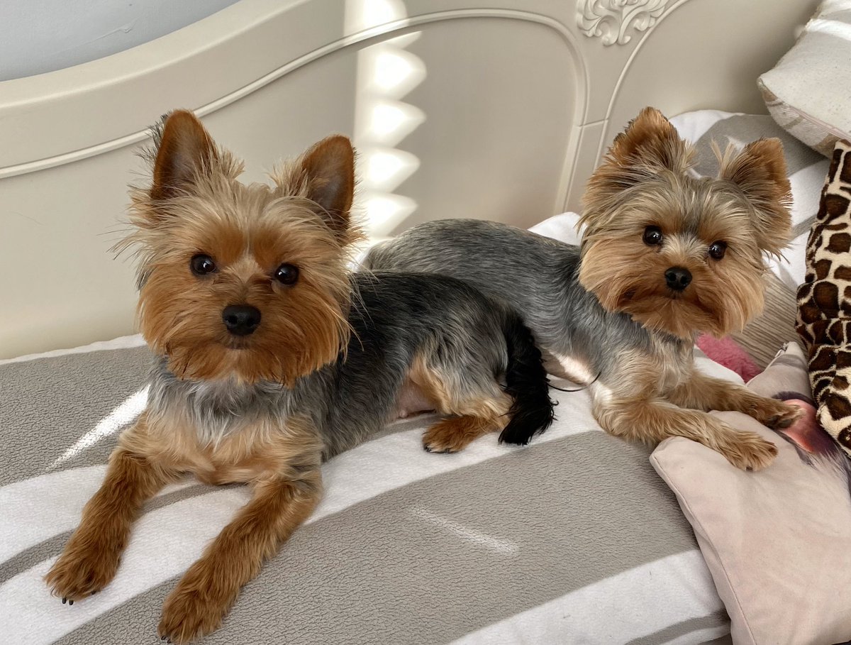BraveWinston's tweet photo. @sadie_424 Me and Bea-Sting send love 💕 https://t.co/No58wR6lad