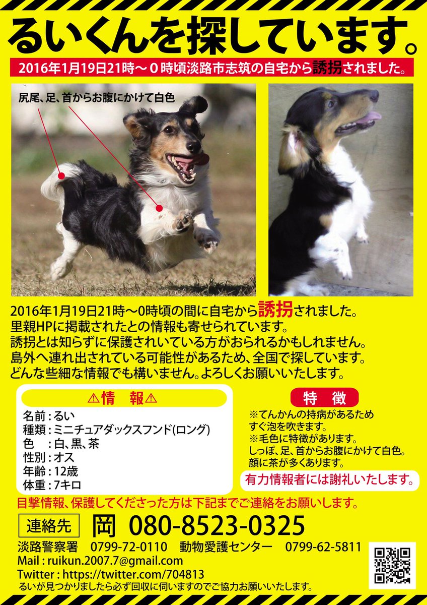 るい【ミニチュアダックスフンド】探し中 tweet media