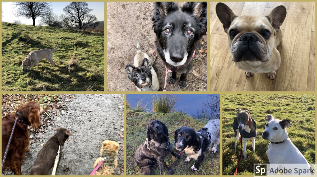 PetHelp03's tweet photo. ☀️We’ve had some beautiful winter sunshine this week &amp; our paws have loved the strong scents! 🐶🥰
Wishing our friends a happy #FridayFeeling &amp; weekend 🌱
🌊 Stay safe #StormCiara 
#brinscalldogwalking 🦮 https://t.co/L50JWRRaMv