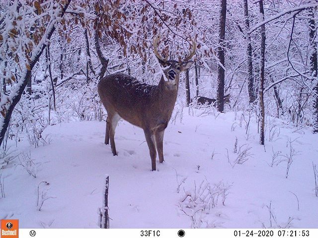Winter Wonderland ⛄️
.
.
.
#friday #winterwonderland #winter #snowstorm #snow #whitetailbuck #whitetail #buck #bigbuck #antlers #trailcamtrophy #trailcamology #deer #trailcamera #trailcamtrophies #hunt ift.tt/3blrdHe