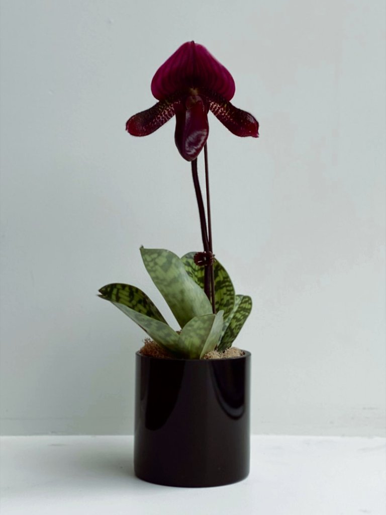 🥀 lady slipper orchid 🥀

cr. hanabycelsia