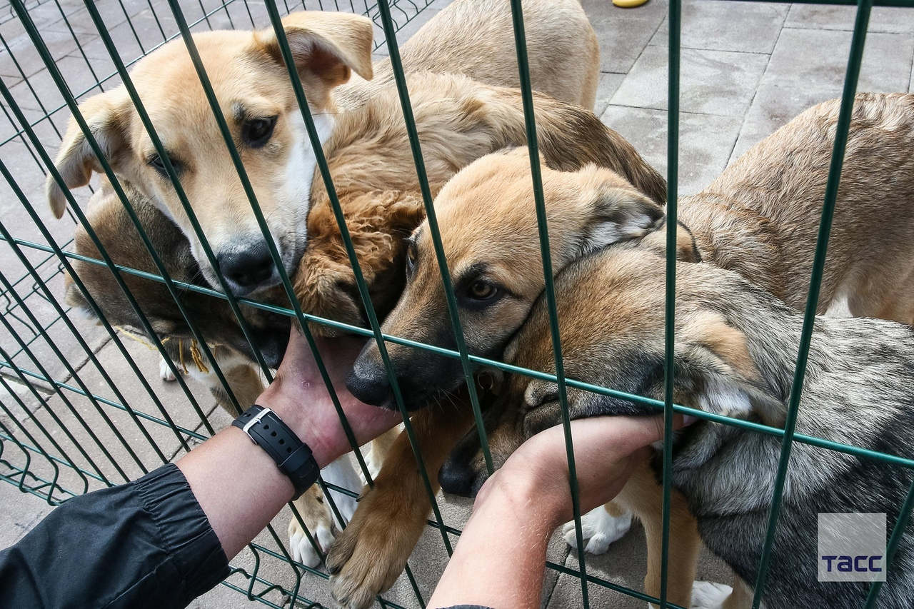 Приюта для животных в Южной Кореи