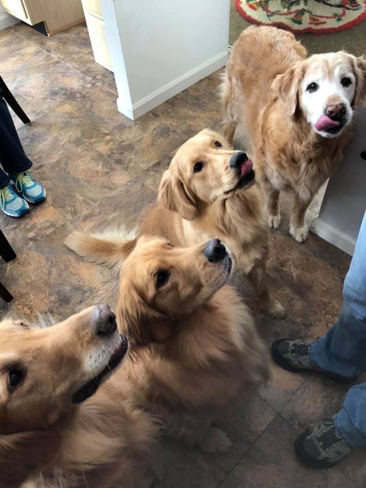 <a href="/GoldretrieverUS/">Golden Retriever Channel</a> So many fluffy butts in one place! #fluffybuttfriday #grc