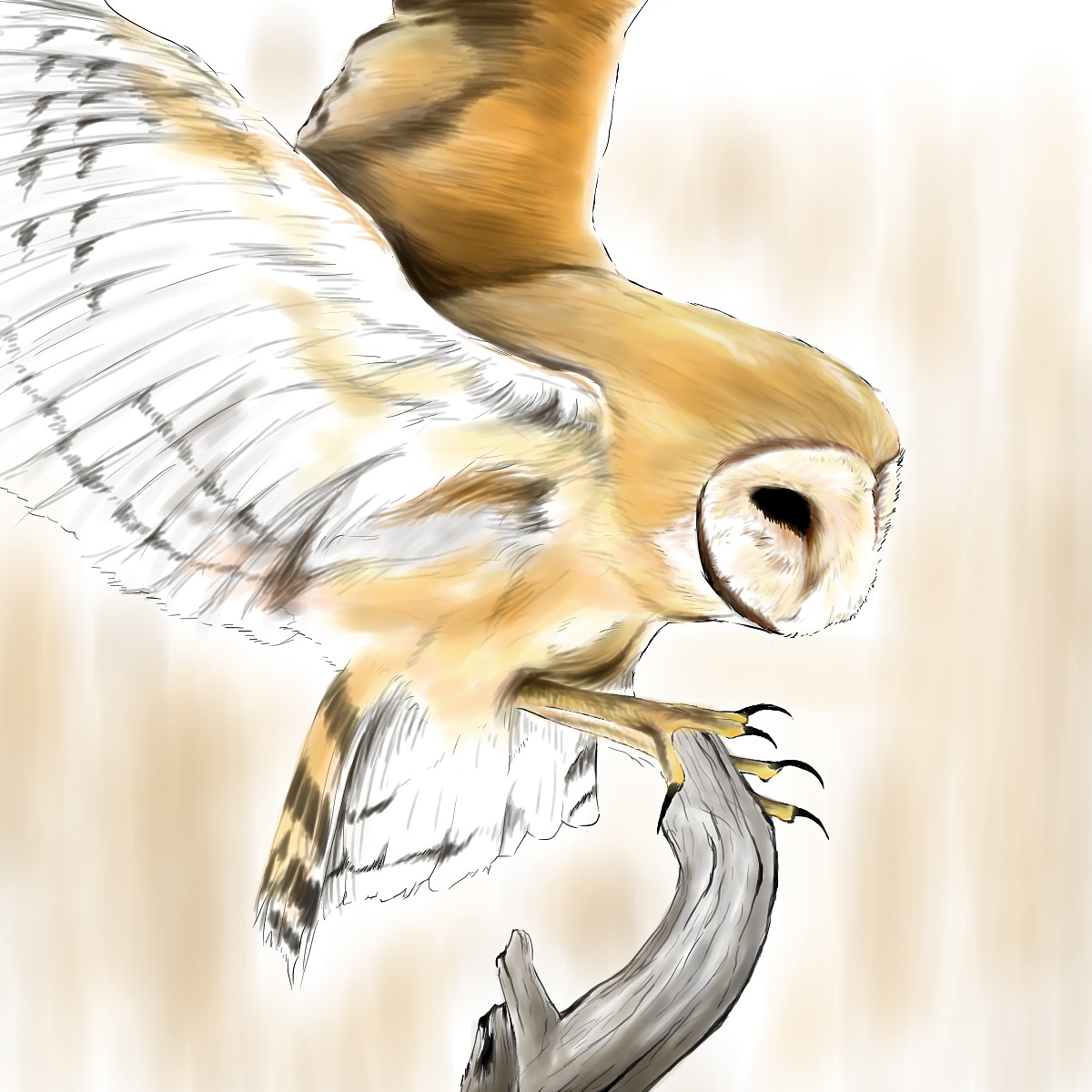 Rtで有名にしてください 絵描きさんと繋がりたい イラスト好きさんと繋 Tabula Rasaのイラスト