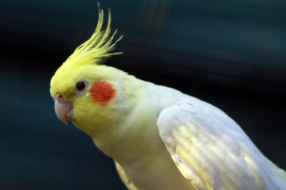 dobutsu_syu's tweet photo. 【オカメインコが首をかしげる理由】

オレンジ色のほっぺたがキュートな鳥。

オカメインコは、オレンジのチークパッチの付近にある耳で音を聞き分ける時に首をかしげます。

首をかしげる意味も、人間でいうところの「え？何て言ったの？」と同じ意味だそうです。 https://t.co/NBYKQfrTTs