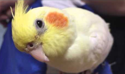 dobutsu_syu's tweet photo. 【オカメインコが首をかしげる理由】

オレンジ色のほっぺたがキュートな鳥。

オカメインコは、オレンジのチークパッチの付近にある耳で音を聞き分ける時に首をかしげます。

首をかしげる意味も、人間でいうところの「え？何て言ったの？」と同じ意味だそうです。 https://t.co/NBYKQfrTTs
