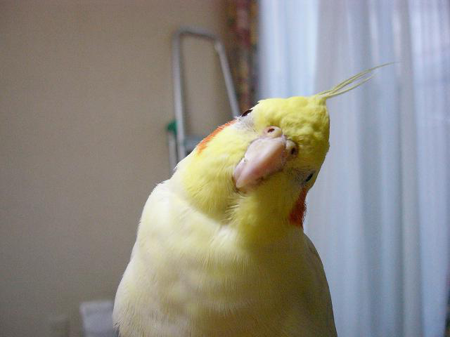 dobutsu_syu's tweet photo. 【オカメインコが首をかしげる理由】

オレンジ色のほっぺたがキュートな鳥。

オカメインコは、オレンジのチークパッチの付近にある耳で音を聞き分ける時に首をかしげます。

首をかしげる意味も、人間でいうところの「え？何て言ったの？」と同じ意味だそうです。 https://t.co/NBYKQfrTTs