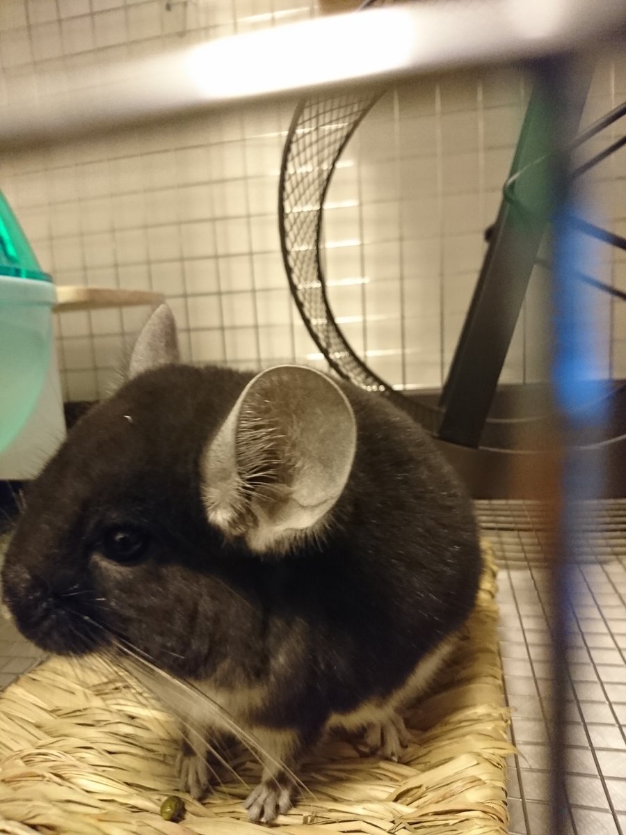 れびれび 突然ですが チンチラちゃんの素敵なお名前募集です 本日11月22日生まれのブラックパールちゃん をお迎えしました 末永い付き合いになるので 素敵な名前を付けてあげたくて 皆様のお知恵をお貸しください 真剣に悩んだけどあんまりしっくり