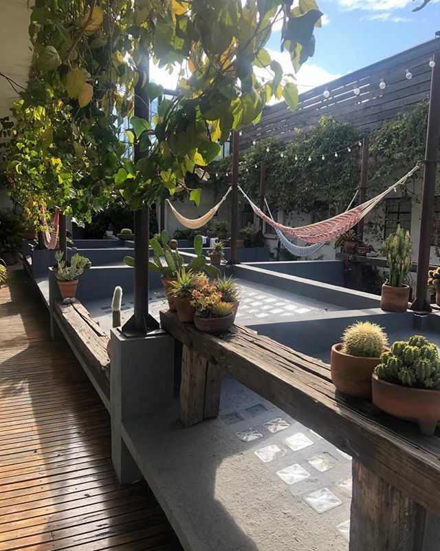 CJSPlants's tweet image. A lovely b&amp;amp;b @chayabnb on a rooftop in Mexico City where they really love their plants#hangingplants#cacti#succulents#rooftopgardens ift.tt/2OBqqIz