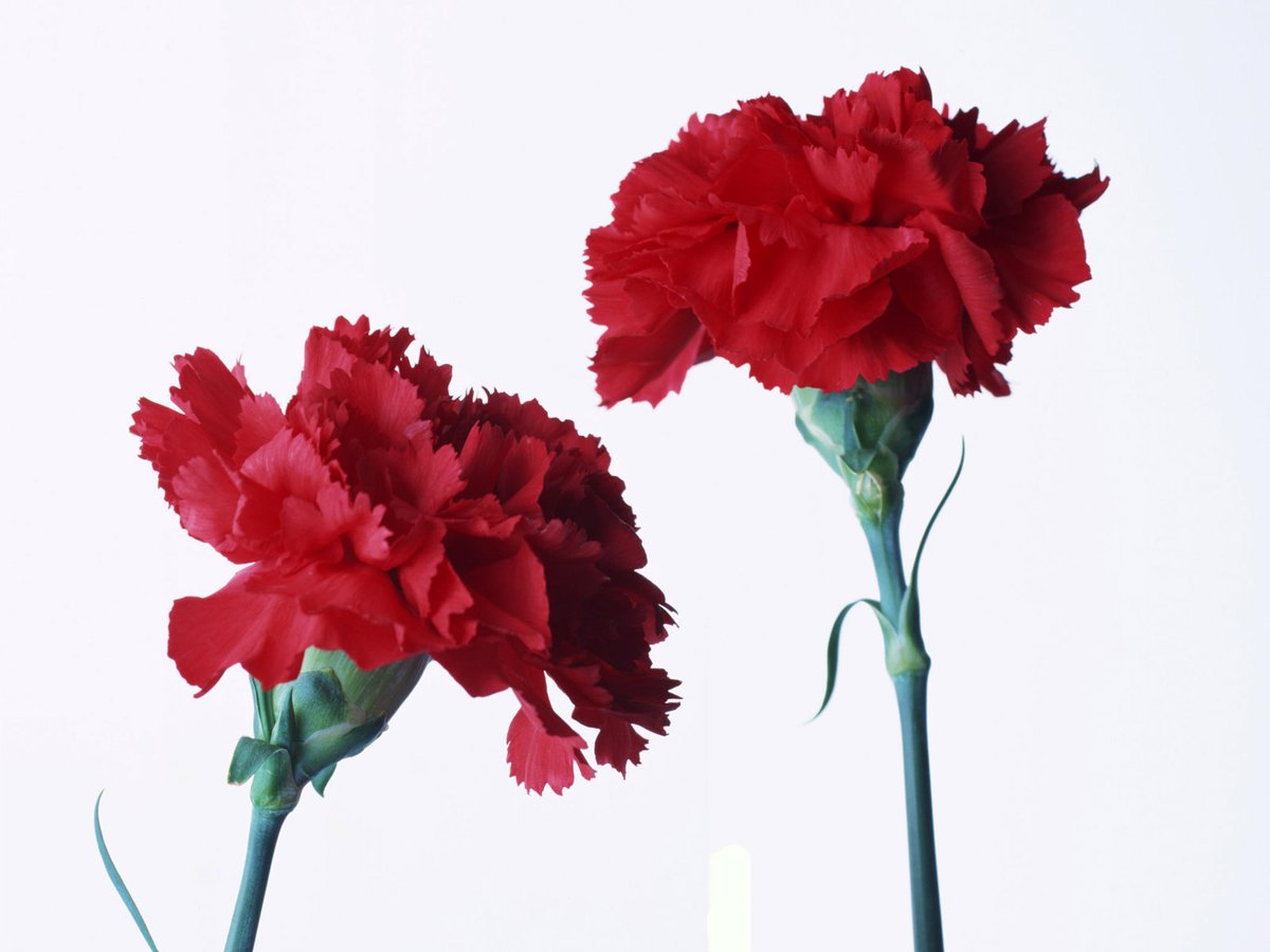 RayburnClub's tweet photo. Valentine’s Day is next week! Make sure you see a softball girl to have a carnation with your personal message delivered to your special someone, favorite teacher or  bff. Pre-orders are being taken now and will be delivered on Valentine’s Day! 1 flower $1. Don’t be that guy! 🙊 https://t.co/Q6IIacGzyf