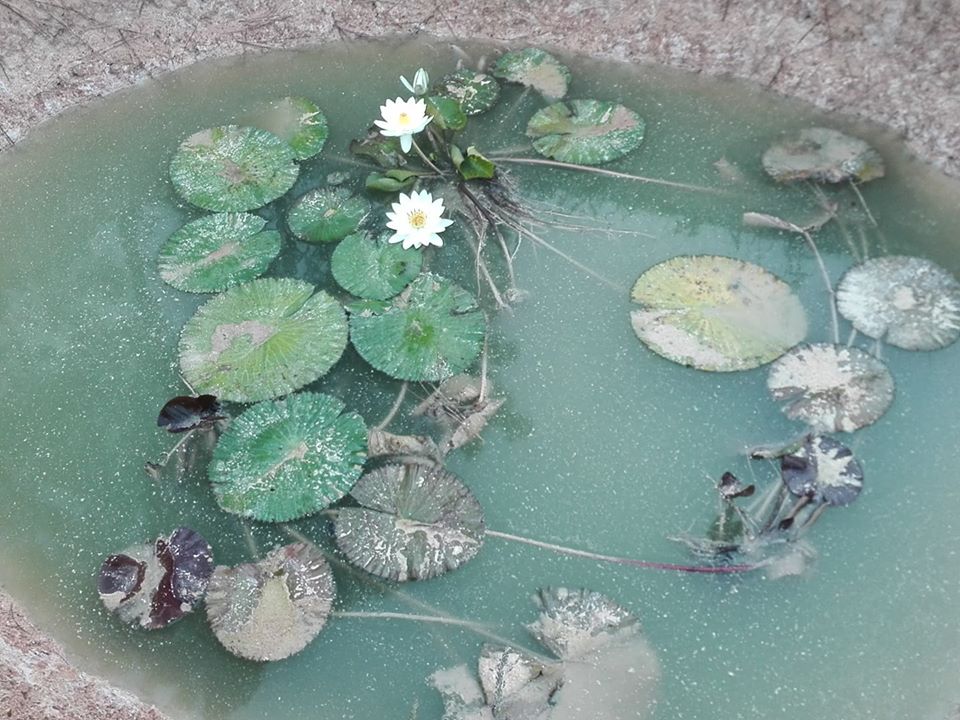 Viajan2vinales's tweet photo. En la finca EL #CACIQUE, ya se inició la reproducción de la tilapia roja; la flor del nenufar embellece nuestro #estanque.
#casabe #calesa @Viajan2vinales @livia261017e https://t.co/k5OukZjwF6