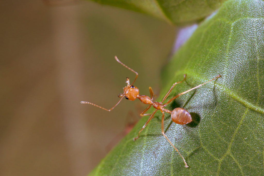 ants853's tweet photo. Weaver Ants and a little bit of research https://t.co/bDAXCGM4s1 https://t.co/44VCN4k9OP