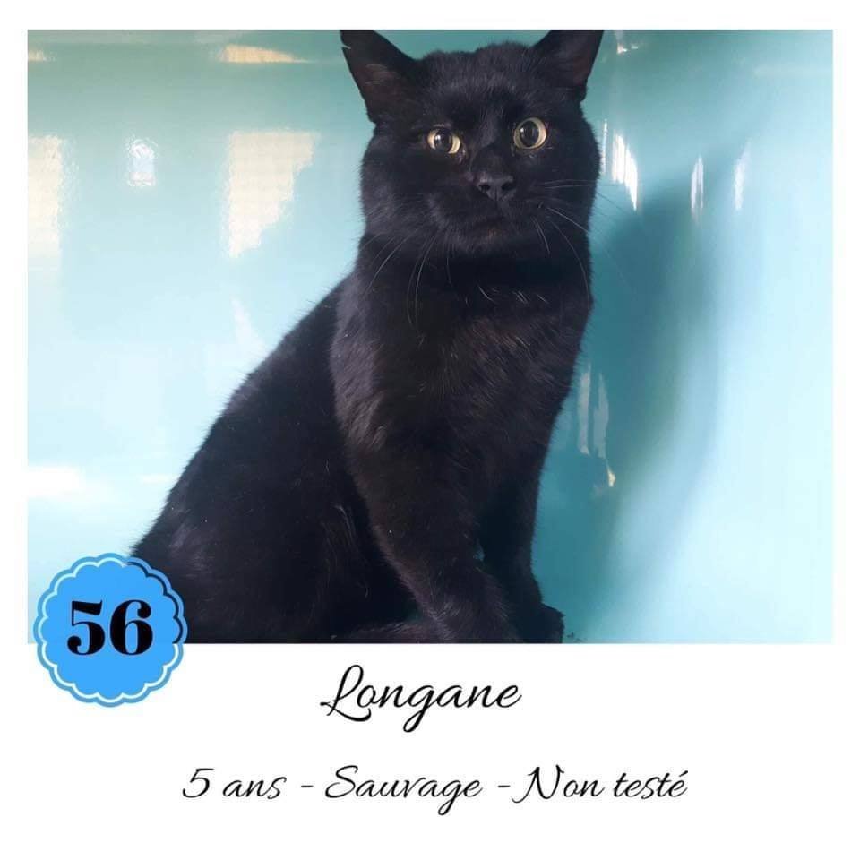 justineducern's tweet photo. Amis twitter - si vous faites ce trajet, aidez-nous pour ce co-voiturage. Merci
Message de UFB
Afin que #Longane puisse rejoindre l'association Tout Chat Pour Chat qui lui sauvé la vie, nous recherchons un covoiturage dès que possible :
➡️ RENNES (35) -> ROUEN (76) https://t.co/HeuwvnCYut