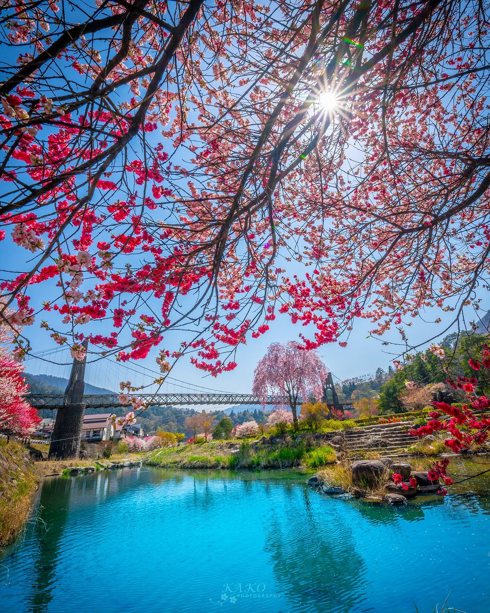 hi_8_hi8's tweet photo. 「昇龍道」の観光PRサイト「GO CENTRAL JAPAN SHORYUDO」に南木曽の花桃の写真を掲載頂きました。
桜が見頃になる頃に紅白の花を咲かせるこちらの花桃。今春は長野の昇龍道ルート体験を!
https://t.co/0BcF8Nx0JH
#南木曽町 #昇龍道 #gocentraljapan #visitjapanjp #tokyocameraclub #kisodani https://t.co/OHGo4s285q